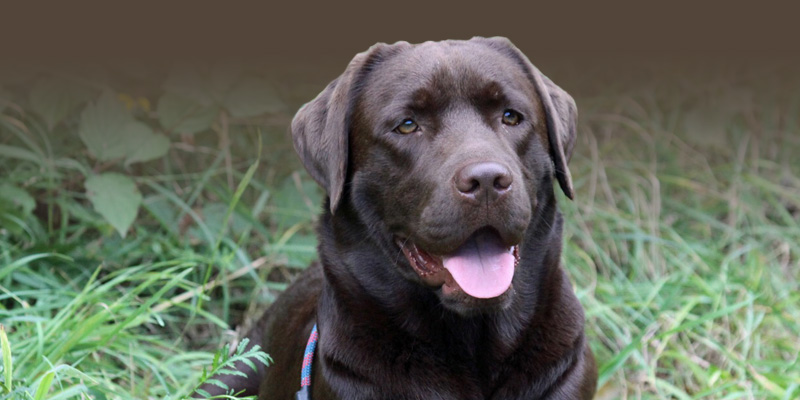 hunde