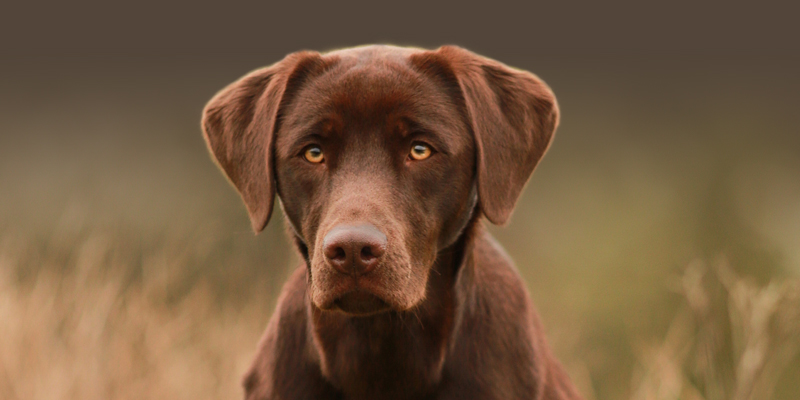 hunde