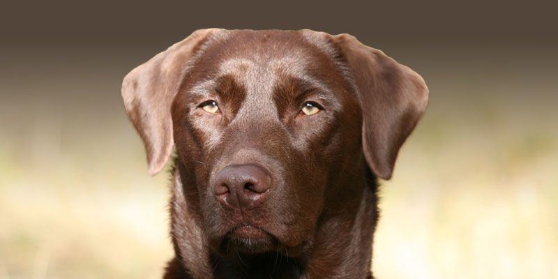 hunde