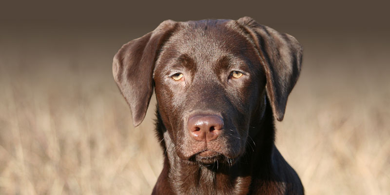 hunde