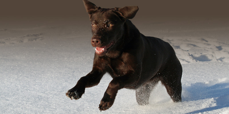 hunde