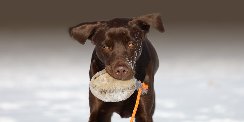 hunde
