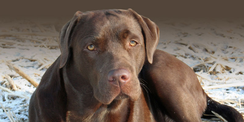 hunde