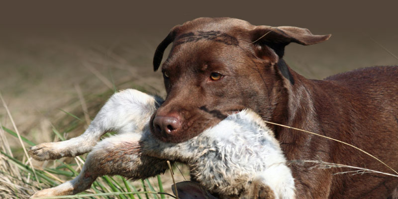 hunde