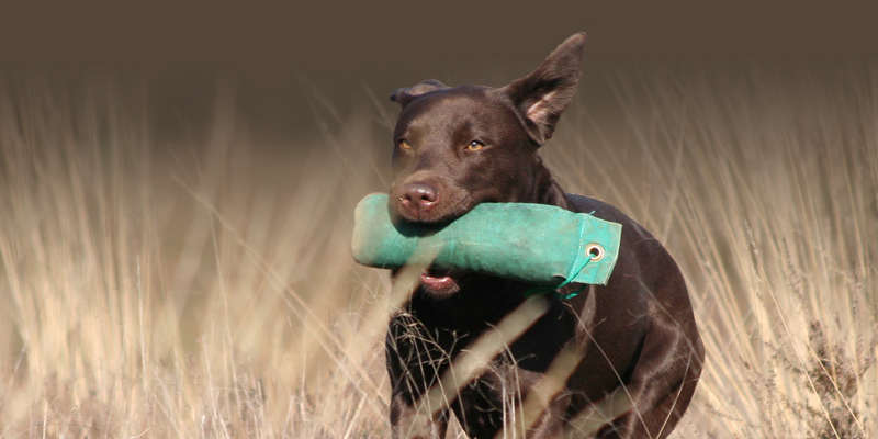 hunde