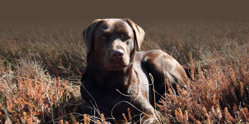 hunde