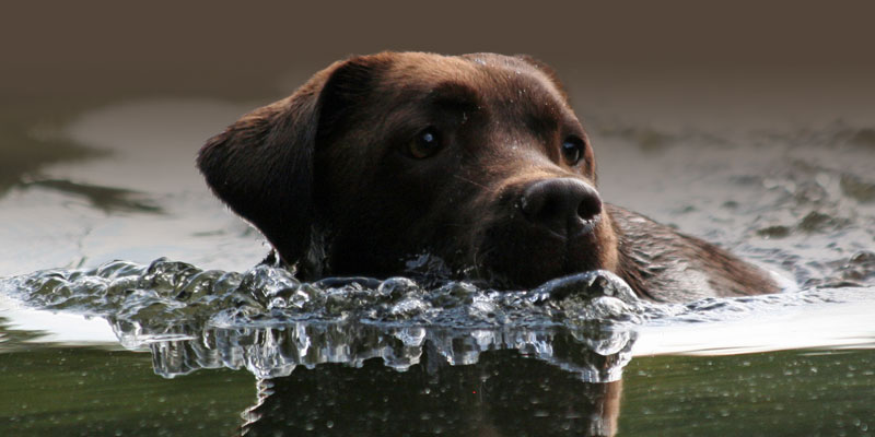 hunde